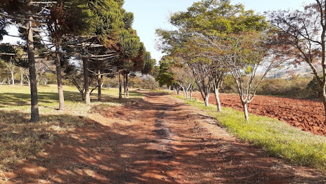 Alameda de árvores no caminho da pousada